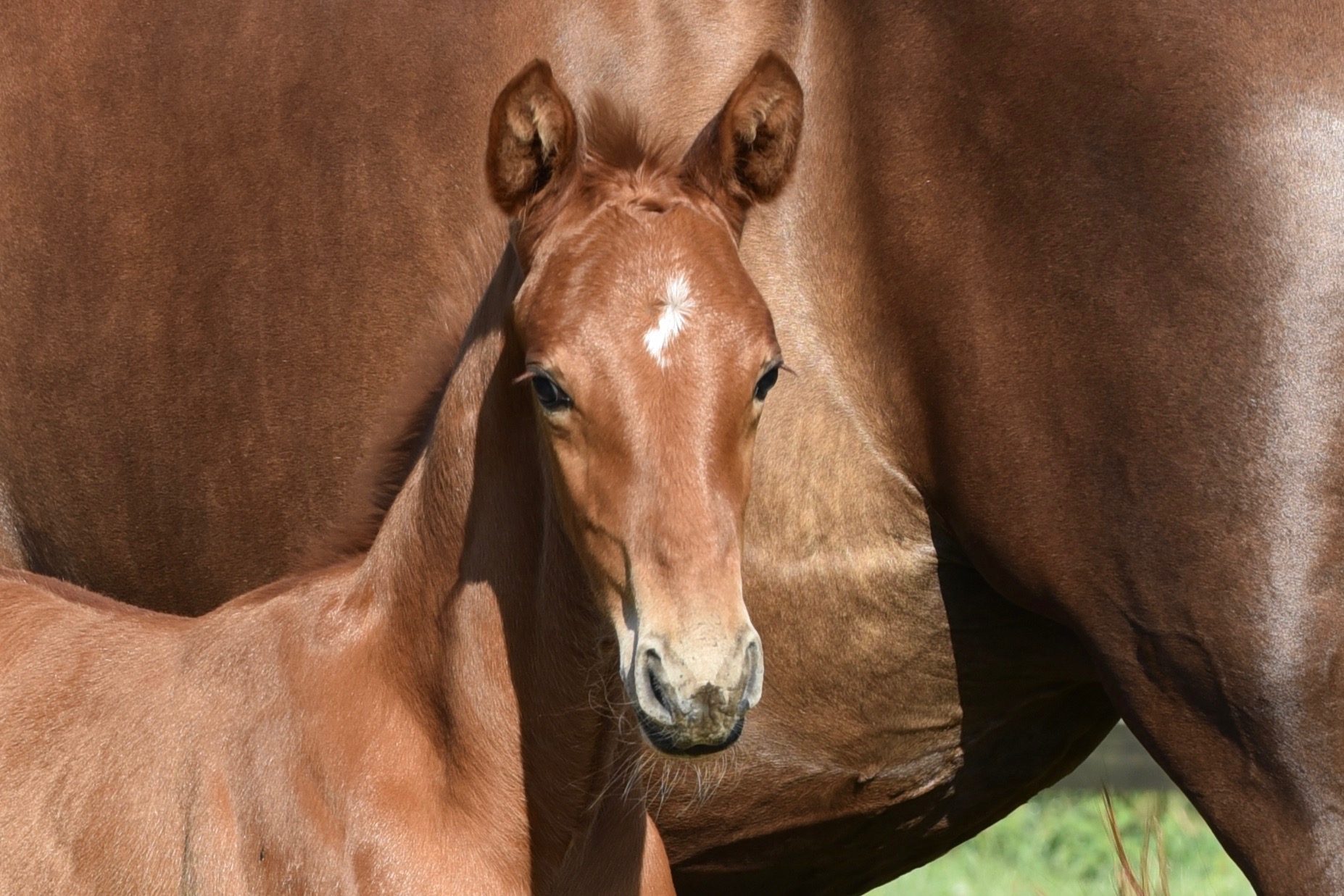 New foals have arrived!