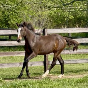 May 2025 – *SOLD* ONYX COVE